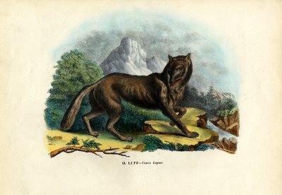 Wolf, 1863-79 von Raimundo Petraroja